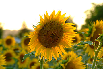 Image showing sunflowers