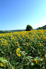 Image showing sunflowers