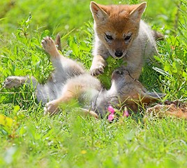 Image showing playful cubs