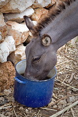 Image showing Donkey