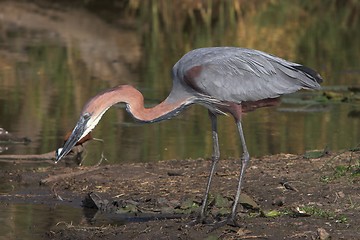 Image showing giant heron