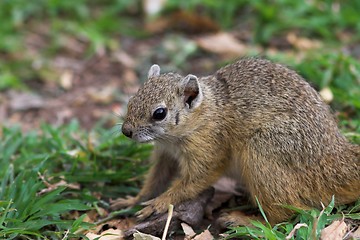 Image showing tree squirrel