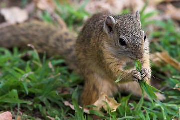 Image showing eating squirrel