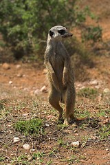 Image showing meerkat