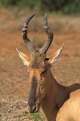 Image showing kudu male