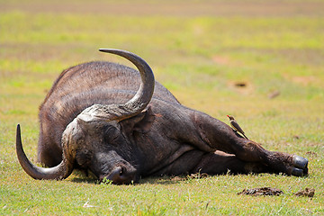 Image showing sleepy buffalo