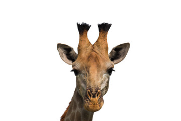 Image showing giraffe isolated