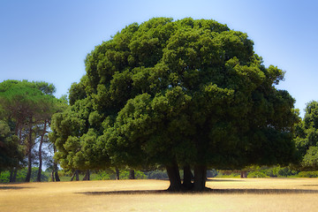 Image showing Oak tree