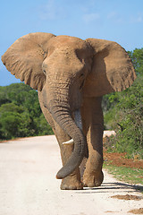 Image showing lone tusker