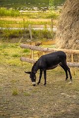 Image showing Donkey