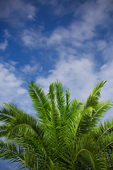 Image showing Palm tree