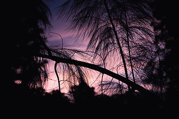 Image showing Asian Pine tree