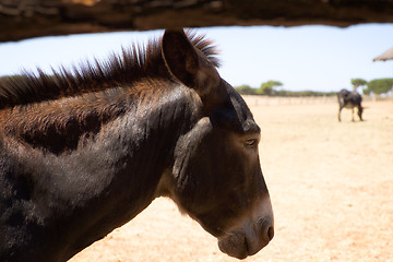 Image showing Donkey