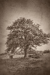 Image showing Grunge textured  collage - Oak tree