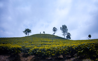 Image showing Indonesian tea fields
