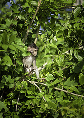 Image showing Young wild monkey on the tree