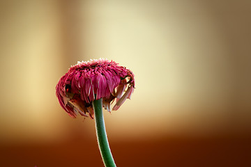 Image showing Colorful flower macro