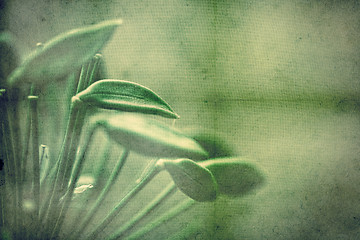 Image showing Flower buds - Grunge abstract textured  collage