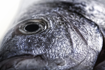 Image showing Fish close up