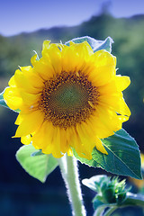 Image showing Sunflower