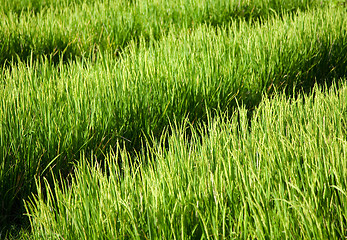 Image showing Rice field