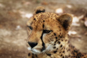 Image showing Cheetah portrait