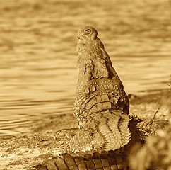 Image showing crocodile in sepia