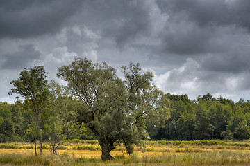 Image showing Oak tree