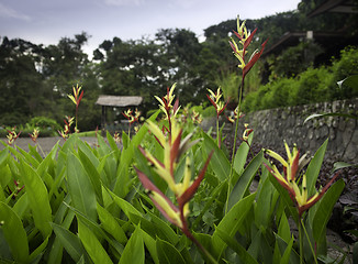 Image showing Indonesian park