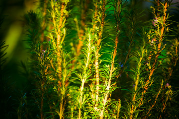 Image showing Green rosemary plants in a garden