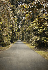 Image showing Pathway in Autumn