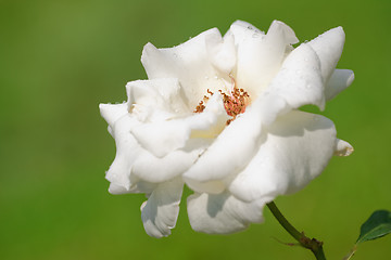 Image showing Rose