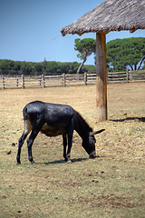 Image showing Donkey