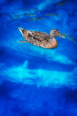 Image showing Duck swimming in a blue lake