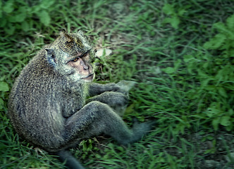Image showing Wild monkey sitting, artistic processed and toned photo