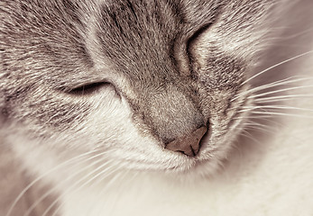 Image showing Portrait of a happy kitten in sepia tone