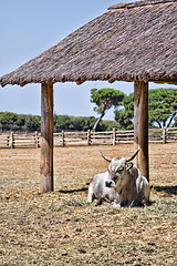 Image showing Cow