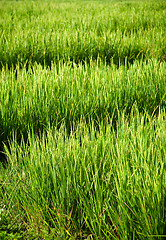 Image showing Rice field