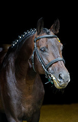 Image showing stallion - breeder horse on dark background