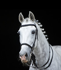 Image showing grey orlov trotter horse on black