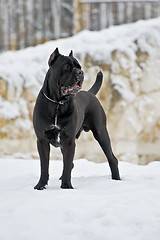 Image showing black cane corso dog winter portrait