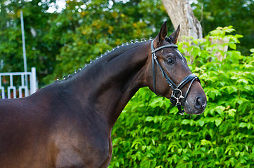 Image showing stallion - breeder horse on green background