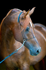 Image showing Red arabian horse portrait on black