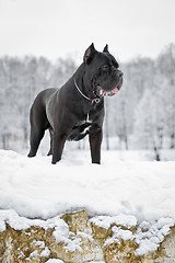 Image showing black cane corso dog winter portrait