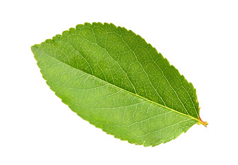Image showing Green leaf of apple-tree