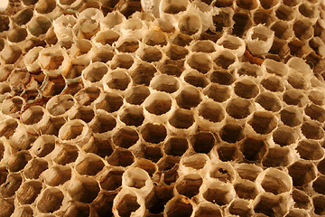 Image showing Wasp Nest