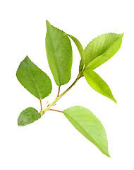 Image showing Sprout with leaf of apple-tree