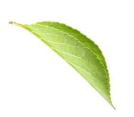 Image showing Green leaf of apple-tree