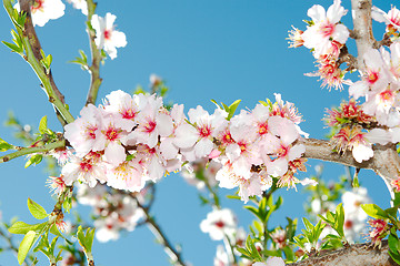 Image showing Spring blooming cherry tree against blue sky