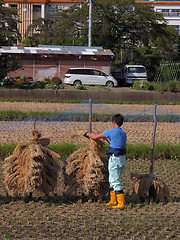 Image showing Agriculturist in a rice field